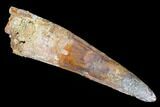 Bargain, Spinosaurus Tooth - Composite Tooth #105687-1